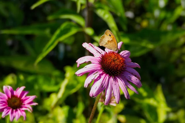 Meadow brown (maniola jurtina) butterfly sitting on a echinacea flower in Zurich, Switzerland