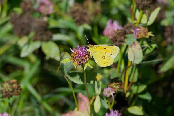 Clouded Yellow Colias Croceus Butterfly Perched Pink Flower Zurich Switzerland — Stock Photo, Image