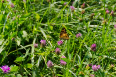 İsviçre 'nin Zürih kentindeki pembe çiçekte oturan gümüş renginde Fritillary kelebeği (Argynnis paphia)