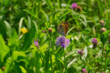 İsviçre 'nin Zürih kentindeki pembe çiçekte oturan gümüş renginde Fritillary kelebeği (Argynnis paphia)