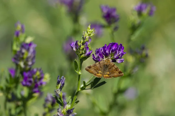 Burnet companion moth (Euclidia glyphica) butterfly perched on a purple flower in Zurich, Switzerland