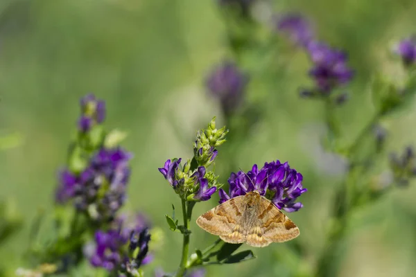 Burnet companion moth (Euclidia glyphica) butterfly perched on a purple flower in Zurich, Switzerland