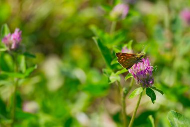 Büyük Skipper Kelebeği (Ochlodes Sylvanus) İsviçre 'nin Zürih kentinde pembe bir çiçeğe tünemiştir.