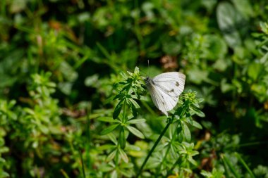 Green-veined white butterfly (pieris napi) perched on a green plant in Zurich, Switzerland