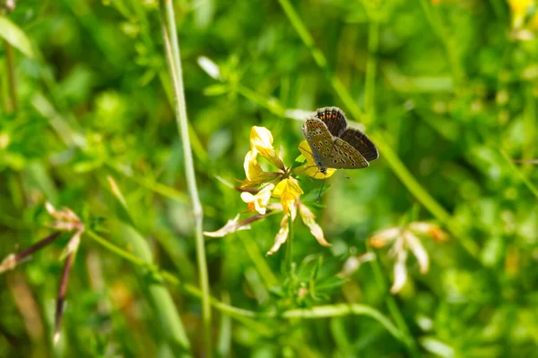 Бабочка Частично Открытыми Крыльями Сидящая Желтом Цветке Цюрихе Швейцария — стоковое фото