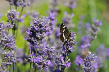 Map butterfly (Araschnia levana) sitting on lavender in Zurich, Switzerland