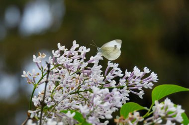 Small white butterfly (Pieris rapae) perched on white flower in Zurich, Switzerland