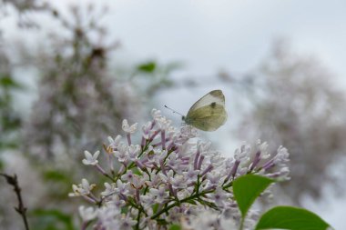 Small white butterfly (Pieris rapae) perched on white flower in Zurich, Switzerland