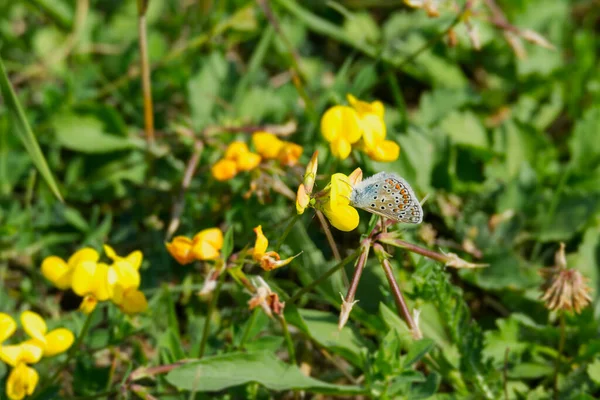 Silver Studded Blue Plebejus Argus Butterfly Closed Wings Perched Yellow — ストック写真