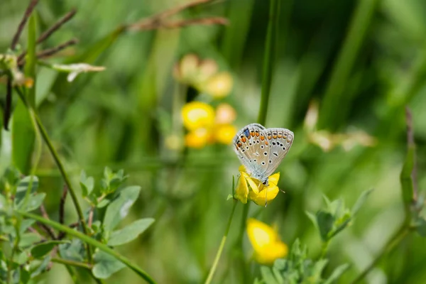 Silver Studded Blue Plebejus Argus Butterfly Closed Wings Perched Yellow — ストック写真