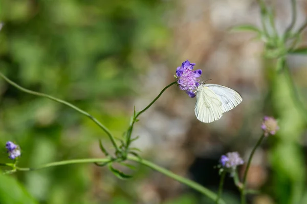 Green Veined White Butterfly Pieris Napi Sitting Purple Flower Zurich — Stockfoto