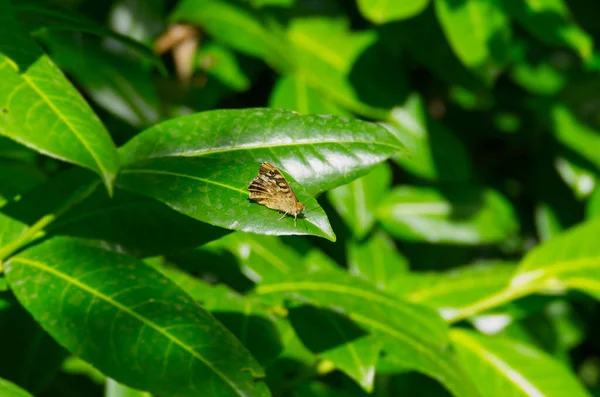 Speckled Wood Butterfly Pararge Aegeria Σκαρφαλωμένο Πράσινα Φύλλα Στη Ζυρίχη — Φωτογραφία Αρχείου