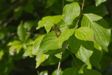 Benekli Kelebek (Pararge aegeria) İsviçre 'nin Zürih kentinde yeşil yaprağa tünemiştir.
