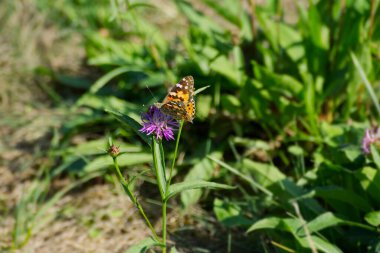 Boyalı Kadın (Vanessa Cardui) İsviçre 'nin Zürih şehrindeki pembe çiçeğe tünemiş kelebek