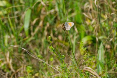 Small Heath butterfly (Coenonympha pamphilus) sitting on a flower in Zurich, Switzerland