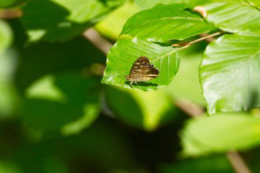 Benekli Kelebek (Pararge aegeria) İsviçre 'nin Zürih kentinde yeşil yaprağa tünemiştir.