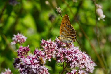 İsviçre 'nin Zürih kentinde açık pembe çiçeğin üzerinde oturan gümüş renginde Fritiller kelebeği (Argynnis paphia)