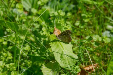 Benekli Kelebek (Pararge aegeria) İsviçre 'nin Zürih kentinde yeşil yaprağa tünemiştir.