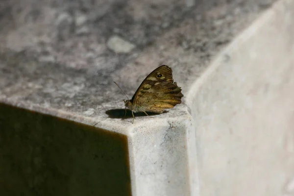 Borboleta Madeira Manchada Pararge Aegeria Pedra Zurique Suíça — Fotografia de Stock