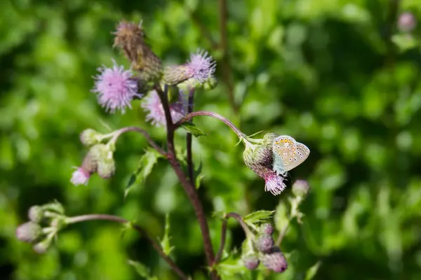 าเง Plebejus Argus งอย บนดอกไม ชมพ ในซ ตเซอร แลนด — ภาพถ่ายสต็อก