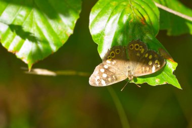 Benekli Orman Kelebeği (Pararge aegeria) İsviçre 'nin Zürih şehrinde yeşil yapraklara konmuş açık kanatlarla