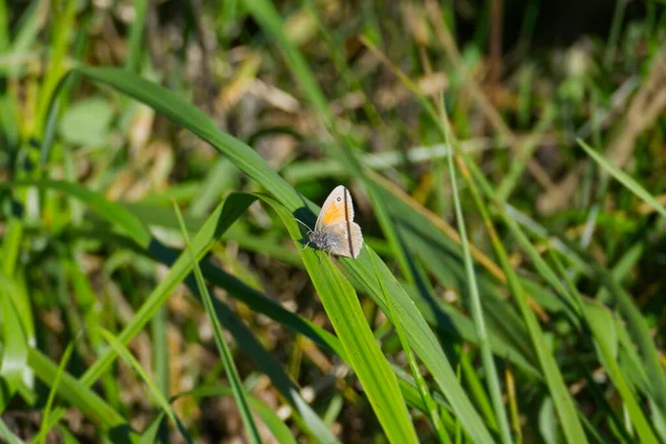 Mariposa Pequeña Heath Coenonympha Pamphilus Sentada Sobre Una Brizna Hierba — Foto de Stock
