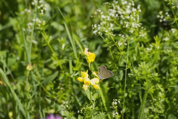 Mazarine Μπλε Cyaniris Semiargus Πεταλούδα Κάθεται Ένα Κίτρινο Λουλούδι Στη — Φωτογραφία Αρχείου