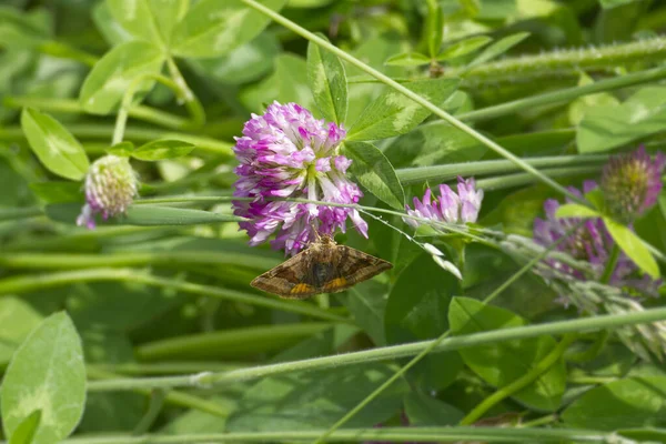 Burnet companion moth (Euclidia glyphica) butterfly perched on a pink flower in Zurich, Switzerland