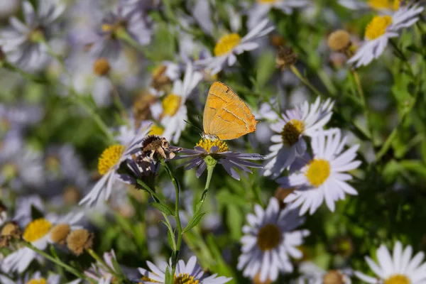 Fille Porte Queue Brun Thecla Betulae Papillon Aux Ailes Fermées — Photo