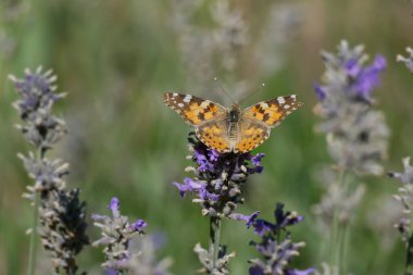 Boyalı Kadın (Vanessa Cardui) kelebek İsviçre 'nin Zürih şehrinde lavantanın üzerine tünedi