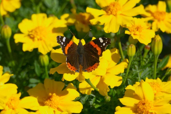 赤い蝶提督 ヴァネッサ アタランタ スイスのチューリッヒで黄色の花の上に開いた翼を持つ — ストック写真