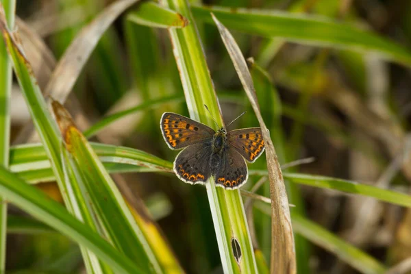 瑞士苏黎世 雌性苏铁蝴蝶栖息在一片草叶上 — 图库照片