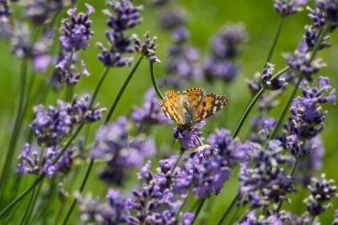 Boyalı Kadın (Vanessa Cardui) kelebek İsviçre 'nin Zürih şehrinde lavantanın üzerine tünedi