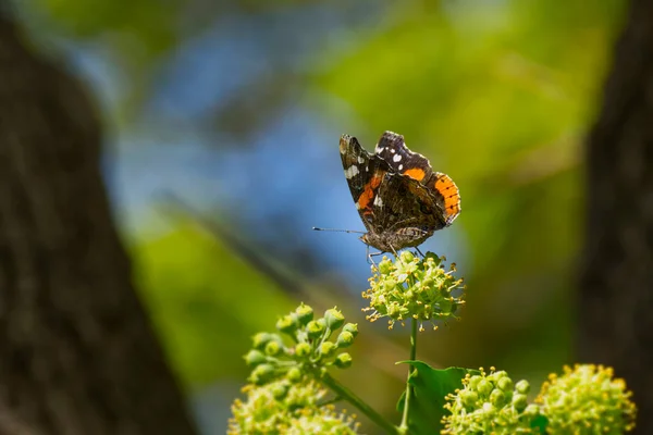 Red Admiral Butterfly Vanessa Atalanta Partially Open Wings Perched Hedge — Stock Photo, Image