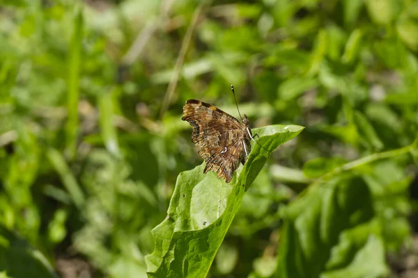 Comma Butterfly Polygonia Album Closed Wings Sitting Green Leaf Zurich — Stockfoto
