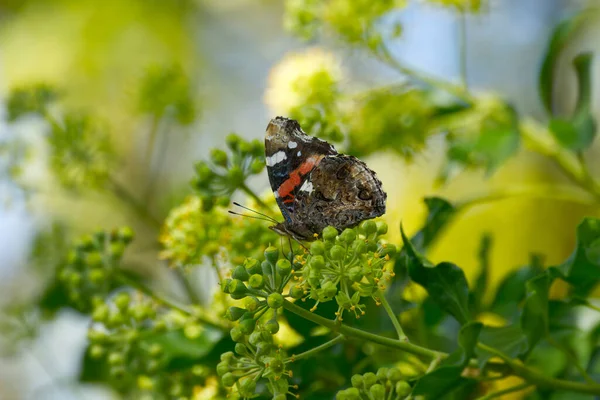 スイス チューリッヒにあるヘッジ ヘデラ ヘリックス に羽を広げた赤い蝶提督 ヴァネッサ アタランタ — ストック写真