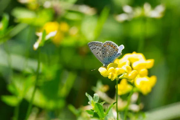 スイスのチューリッヒにある黄色い花に銀を散りばめた青い蝶 Plebejus Argus — ストック写真