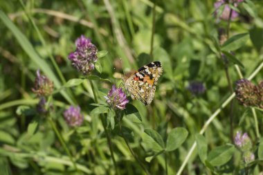 Boyalı Kadın (Vanessa Cardui) İsviçre 'nin Zürih şehrindeki pembe çiçeğe tünemiş kelebek