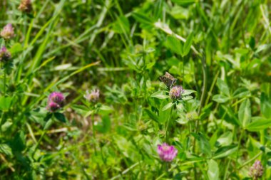 Mallow kaptanı (Carcharodus alceae) İsviçre 'nin Zürih kentinde pembe çiçeğe tünemiş bir kelebek.