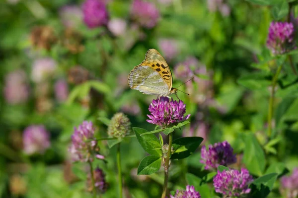 Motyl Brunatny Argynnis Paphia Zamkniętymi Skrzydłami Siedzący Różowym Kwiatku Zurychu — Zdjęcie stockowe