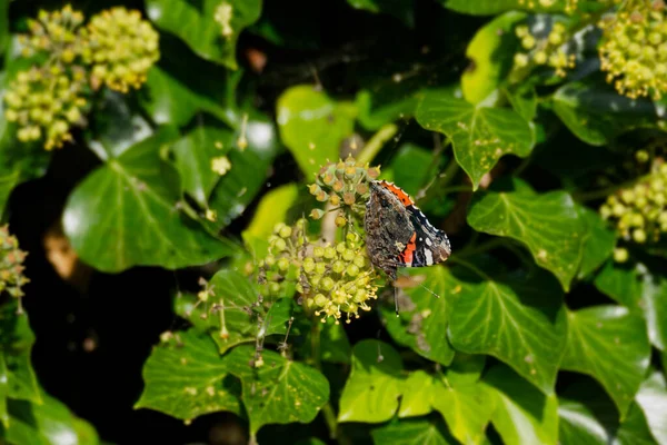 Borboleta Vermelha Almirante Vanessa Atalanta Com Asas Fechadas Empoleiradas Sebe — Fotografia de Stock