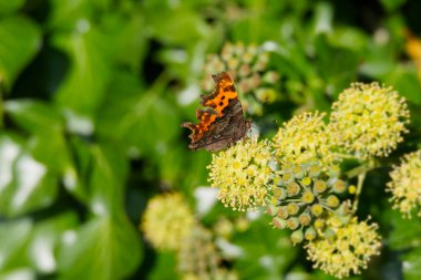 İsviçre 'nin Zürih kentinde kısmen açık kanatlara (hedera helix) sahip virgül kelebeği (Polygonia c-albüm)