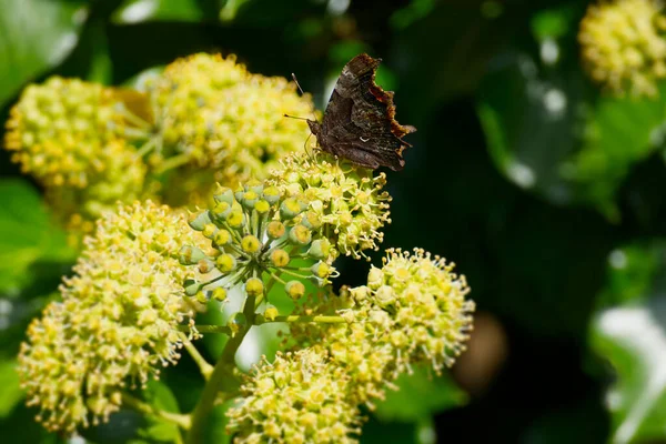 Comma Butterfly Polygonia Album Σκαρφαλωμένο Θάμνους Hedera Helix Στη Ζυρίχη — Φωτογραφία Αρχείου