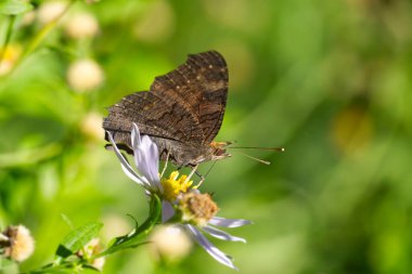 Avrupa tavus kuşu kelebeği (Aglais io) İsviçre 'nin Zürih kentinde İspanyol Daisy üzerinde oturuyor