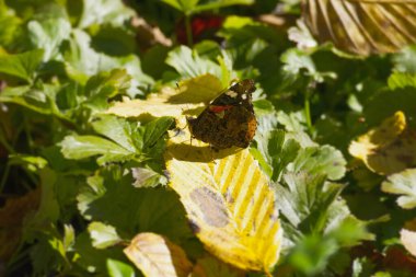 İsviçre, Zürih 'te sarı bir yaprağın üzerinde oturan Kızıl Amiral Kelebeği (Vanessa Atalanta)