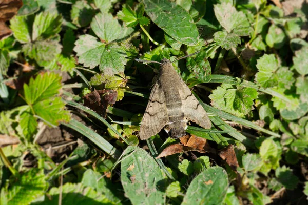 Kolibri Falkenspinner Macroglossum Stellatarum Ruht Gras Zürich Schweiz — Stockfoto