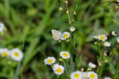 Silver-studded blue (Plebejus argus) butterfly with closed wings perched on a daisy in Zurich, Switzerland
