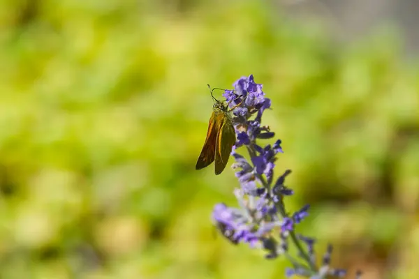 スイスのチューリッヒにあるラベンダー工場には 大型のスキッパー蝶 Ochlodes Sylvanus が生息しています — ストック写真