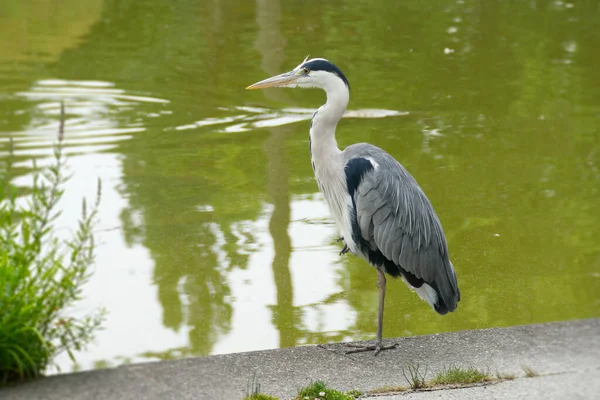 Héron Gris Ardea Cinerea Debout Près Étang Zurich Suisse — Photo