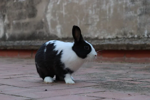 Domestic rabbit with black and white hair on the terrace of my house